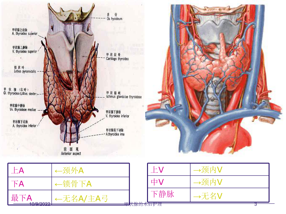 甲状腺的术后护理培训课件.ppt_第3页