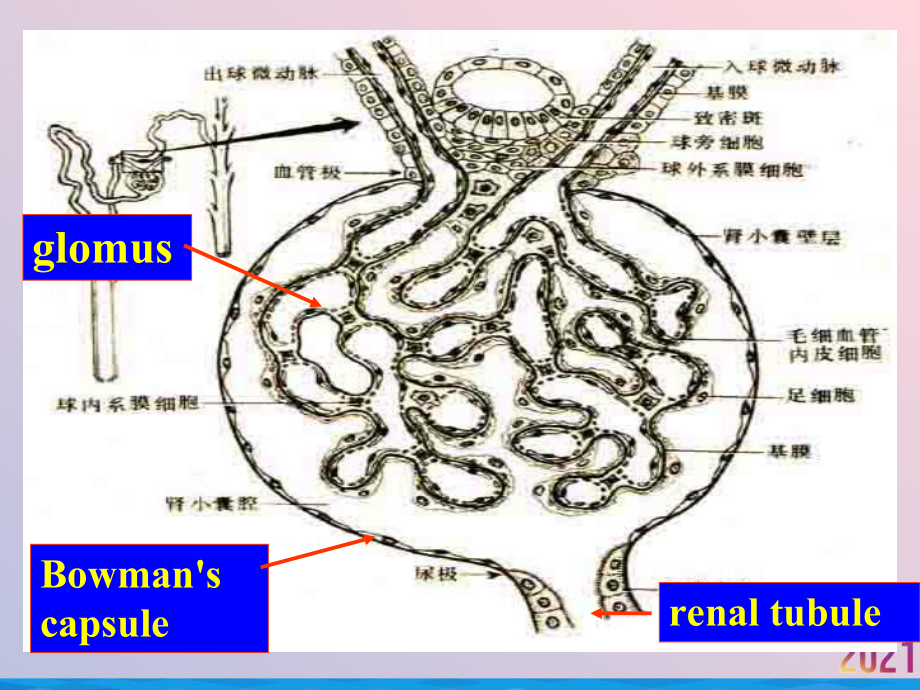 病理十二章泌尿系统疾病课件.ppt_第2页