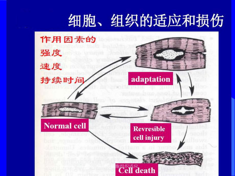 病理学细胞组织适应课件.ppt_第1页