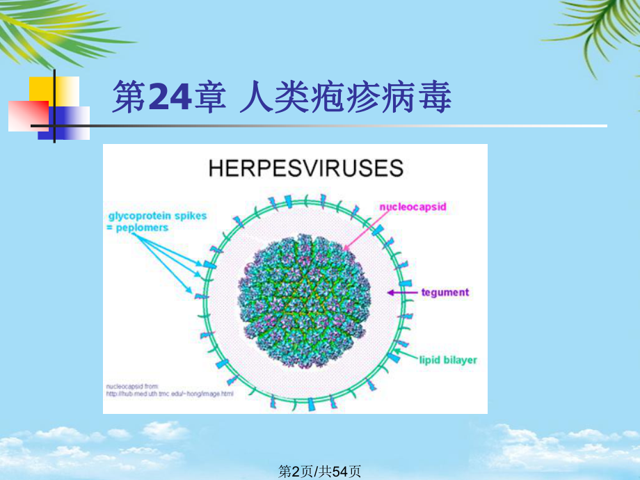 疱疹病毒全面版课件.pptx_第2页