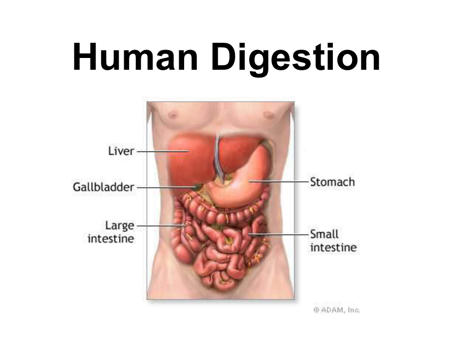 消化系统英文名称TheDigestiveSystem课件.ppt_第1页