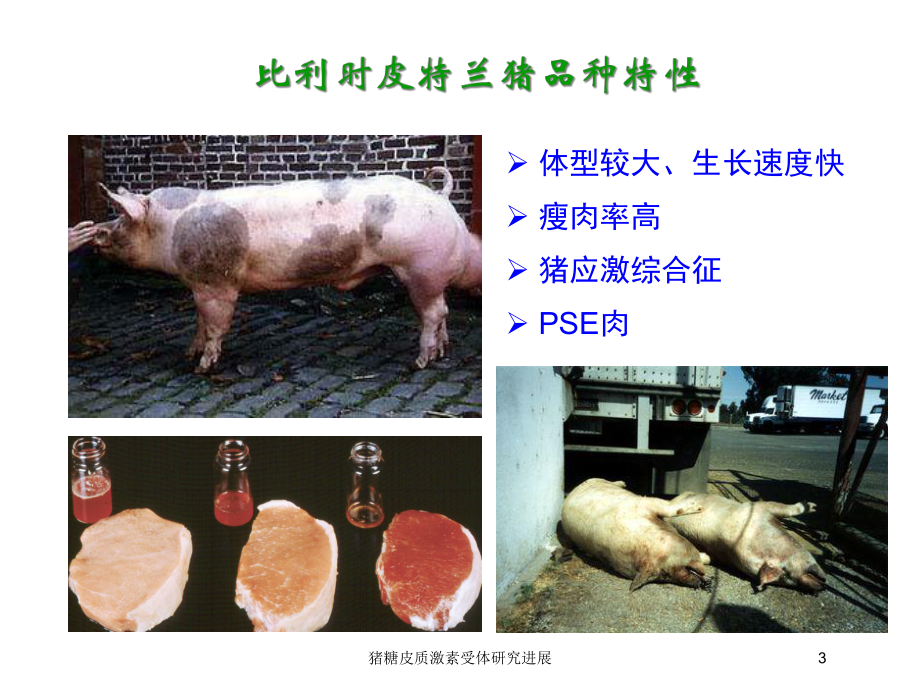 猪糖皮质激素受体研究进展培训课件.ppt_第3页