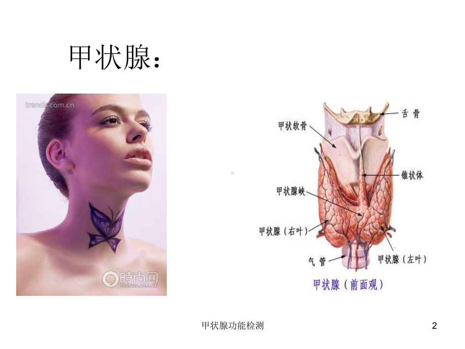 甲状腺功能检测培训课件.ppt_第2页