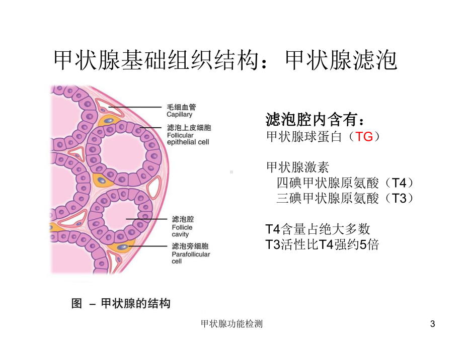 甲状腺功能检测培训课件.ppt_第3页