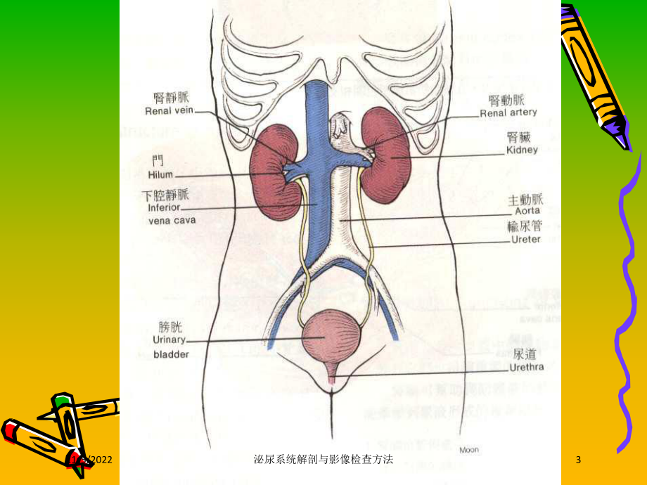 泌尿系统解剖与影像检查方法培训课件.ppt_第3页