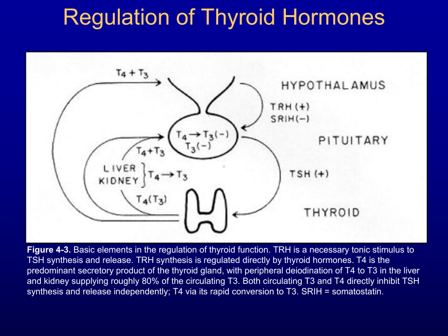 甲状腺机能亢进症-Hyperthyroidism课件.ppt_第3页