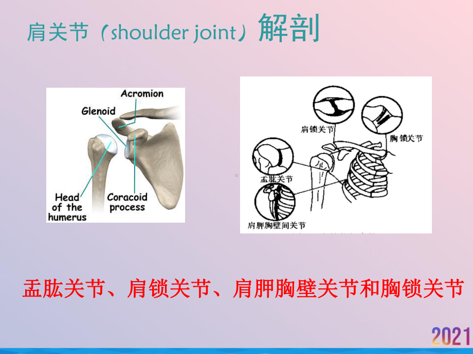 浅述肩痛疾病诊断治疗课件.ppt_第2页