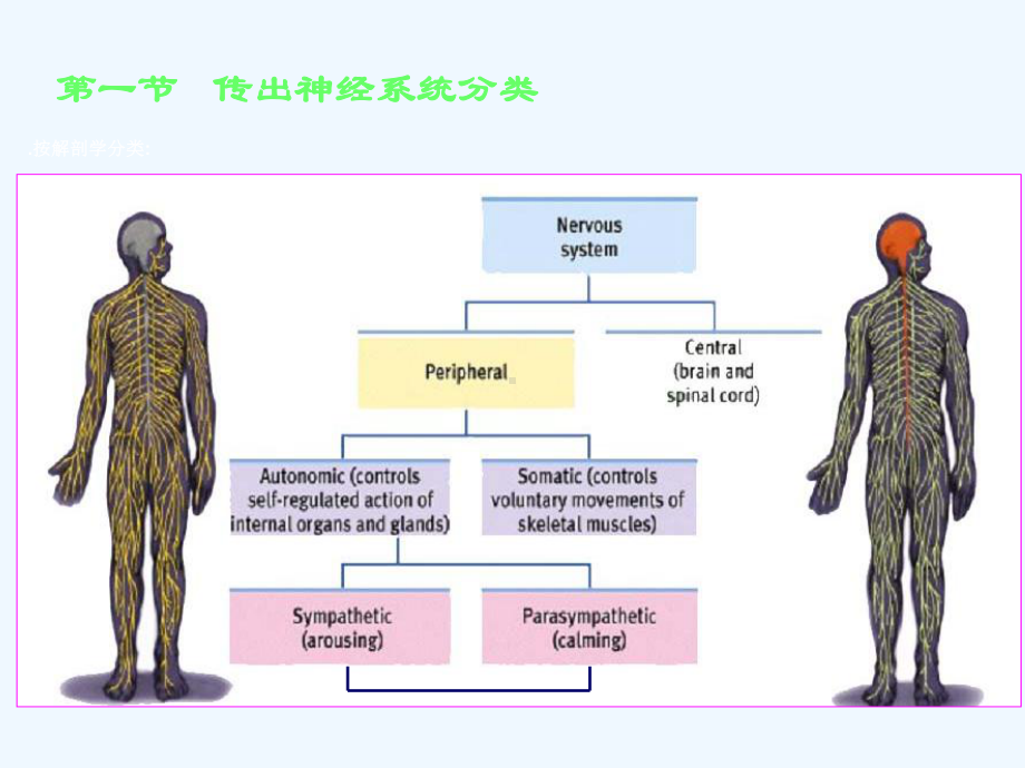 传出神经系统药理学概论.ppt_第2页