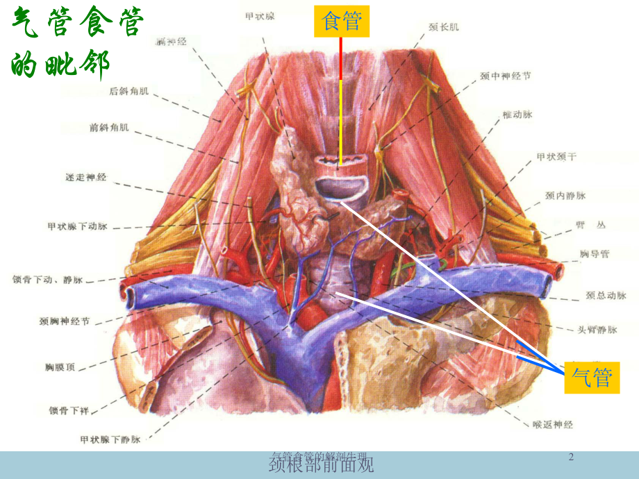 气管食管的解剖生理培训课件.ppt_第2页