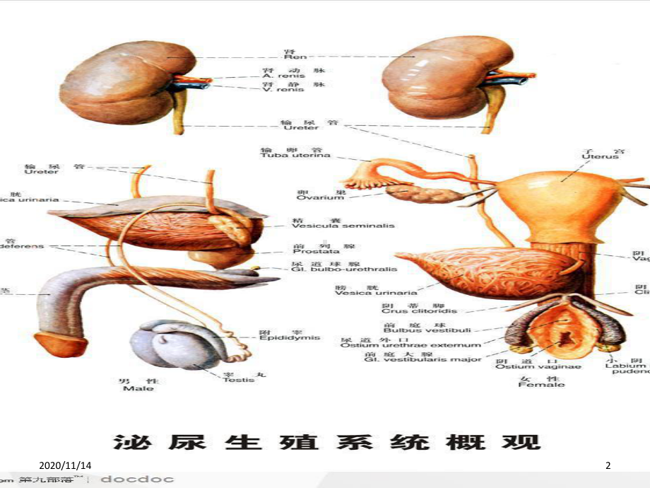 泌尿外科围手术期护理课件.ppt_第2页