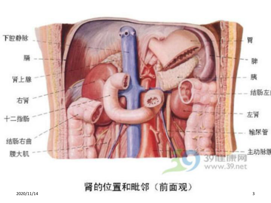 泌尿外科围手术期护理课件.ppt_第3页