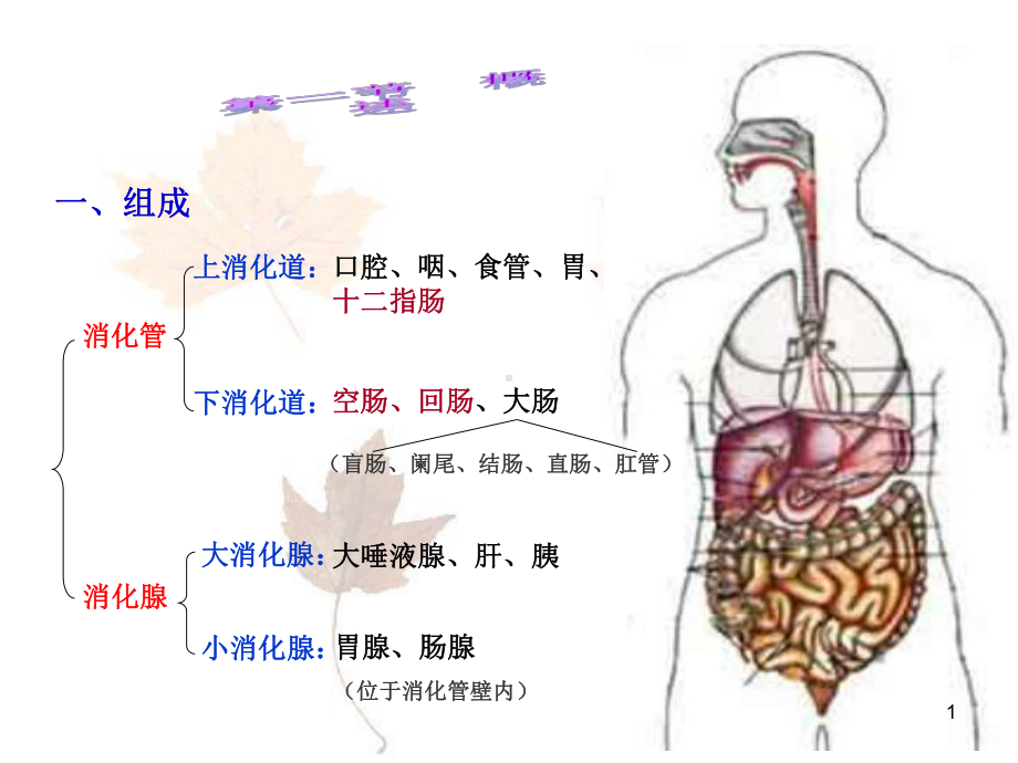 消化系统宣讲主题讲座课件.ppt_第1页