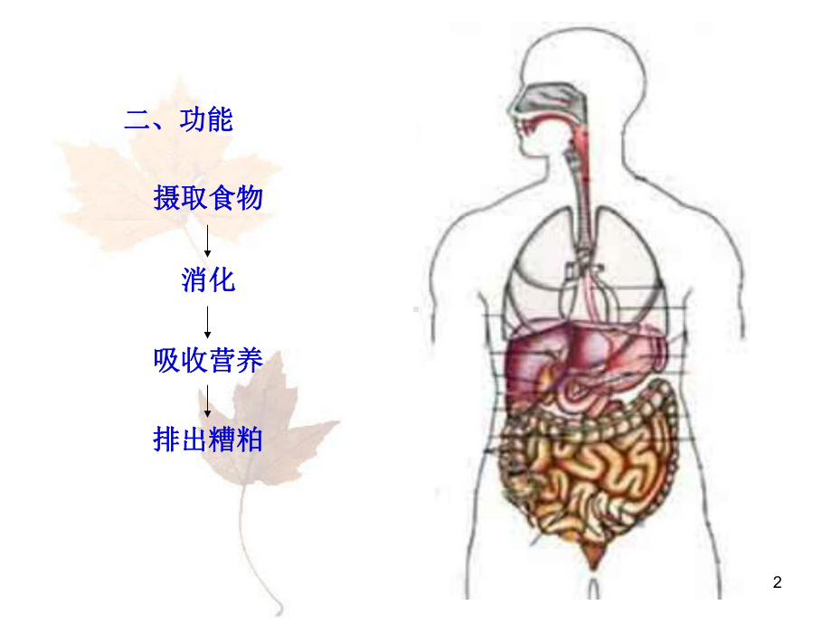 消化系统宣讲主题讲座课件.ppt_第2页