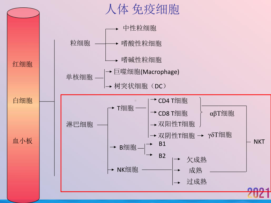 淋巴细胞亚群与肿瘤预后关系课件.ppt_第2页