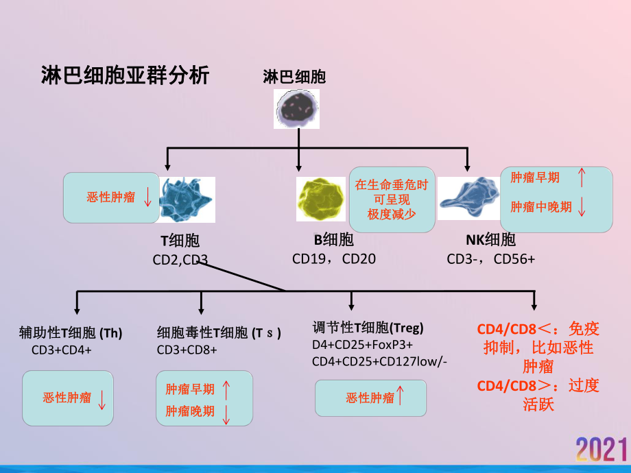 淋巴细胞亚群与肿瘤预后关系课件.ppt_第3页