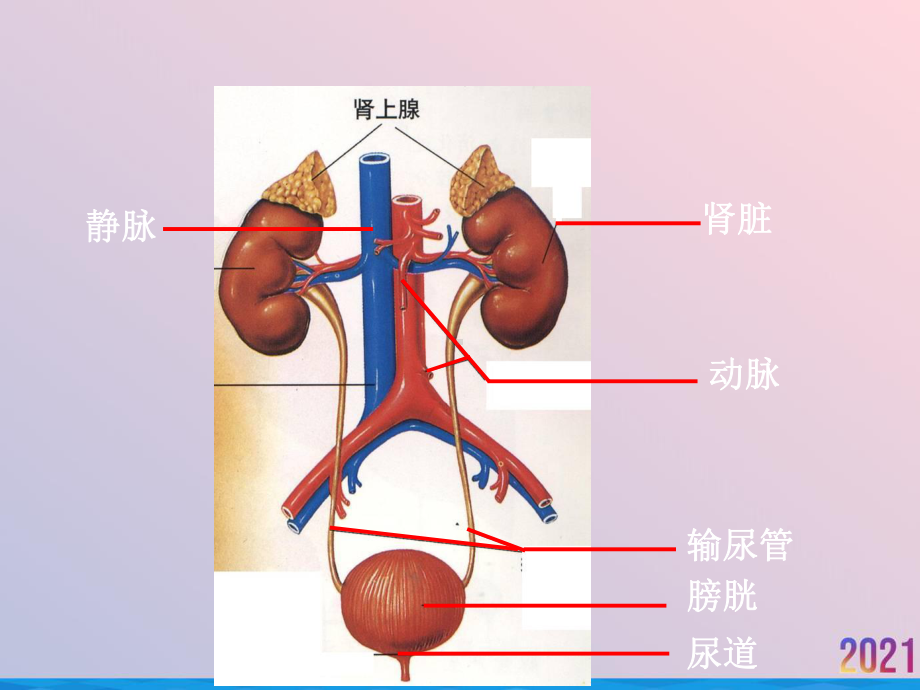 泌尿系统概述及常见症状体征课件.ppt_第2页