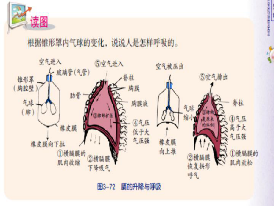 浙教版八级下册科学课件生物的呼吸和呼吸作用1.ppt_第2页