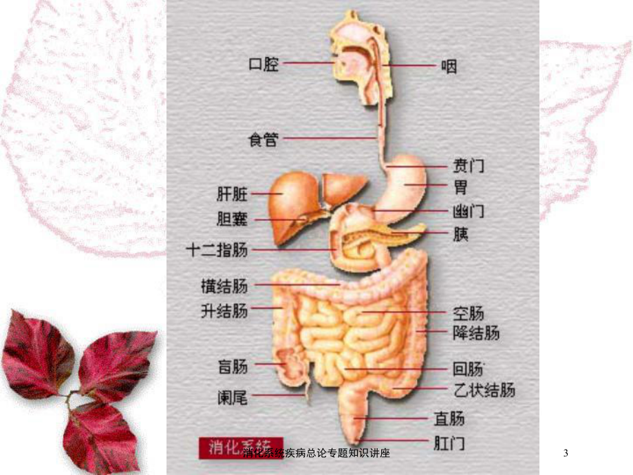 消化系统疾病总论专题知识讲座培训课件.ppt_第3页