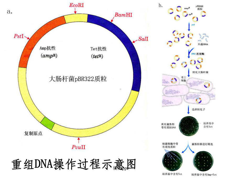 现代分子生物学第五章课件.ppt_第3页