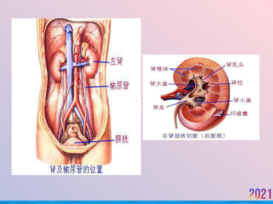 泌尿系统影像学表现详细全面课件-2.ppt_第2页