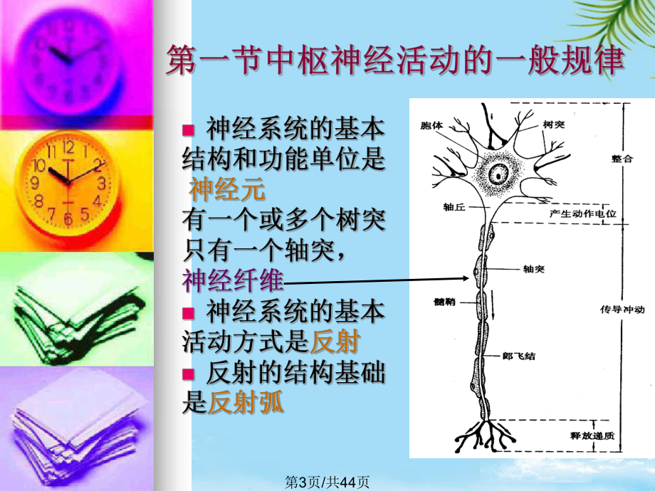 生理学神经系统全面版课件-2.pptx_第3页