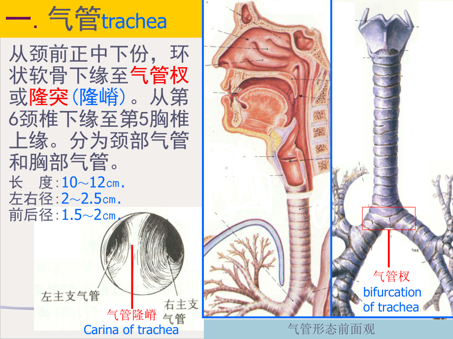 气管食管培训课件.pptx_第2页