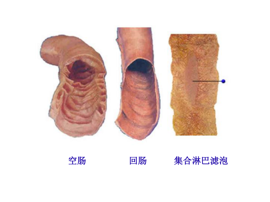 消化系统专题知识讲座主题讲座课件.ppt_第2页