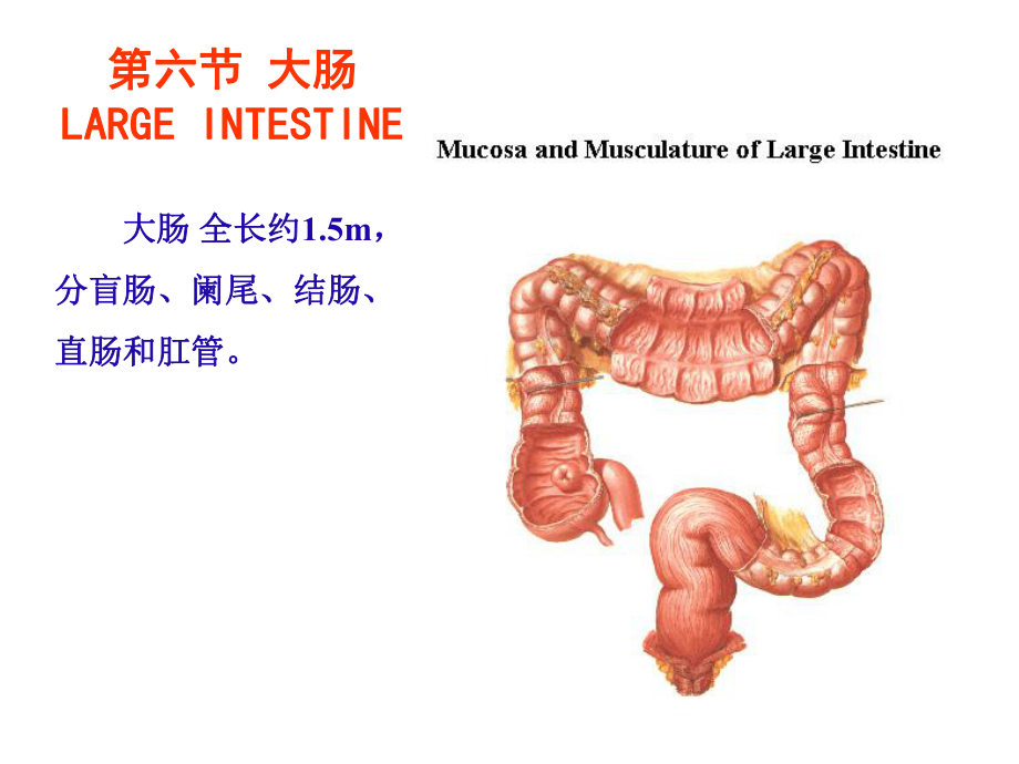 消化系统专题知识讲座主题讲座课件.ppt_第3页