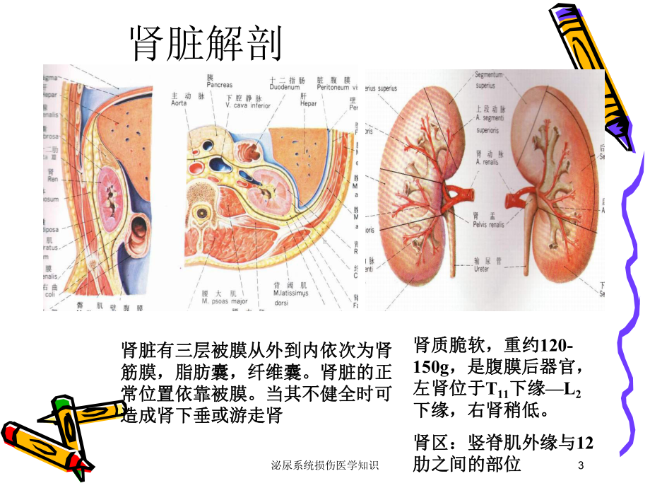 泌尿系统损伤医学知识培训课件.ppt_第3页