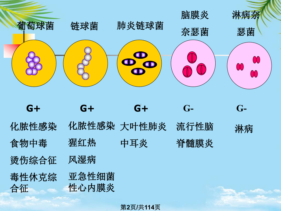 球菌教学全面版课件.pptx_第2页