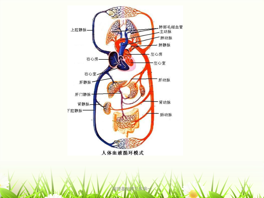 病理基础常见疾病一课件.ppt_第3页