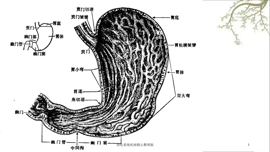 消化系统疾病精心整理版课件.ppt_第3页