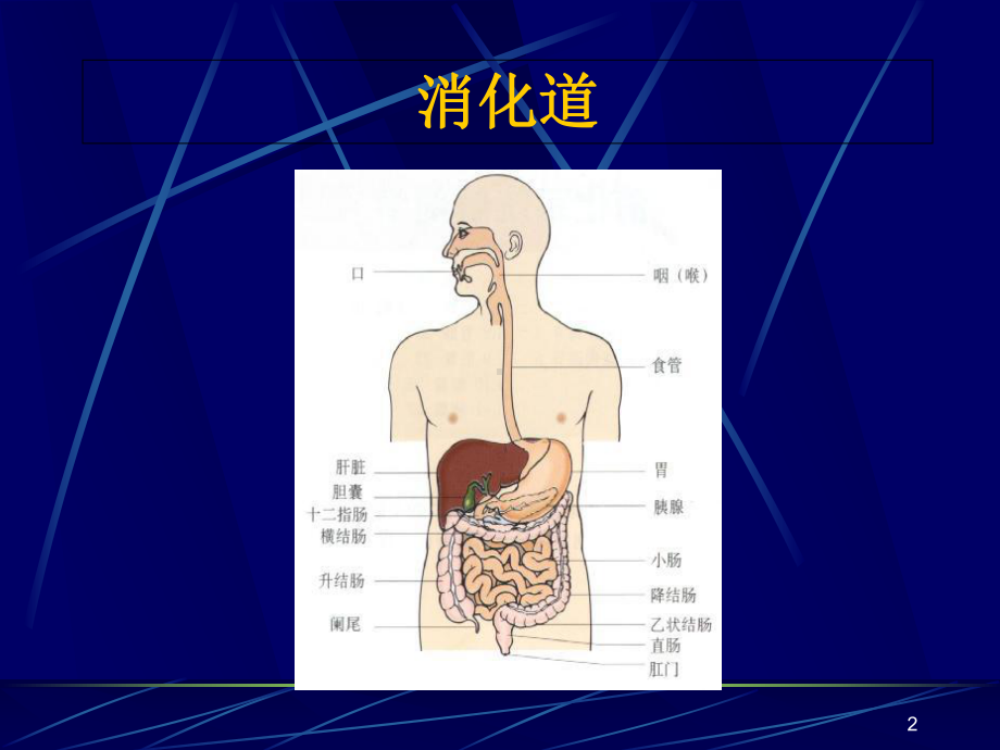 消化道出血学习课件.ppt_第2页