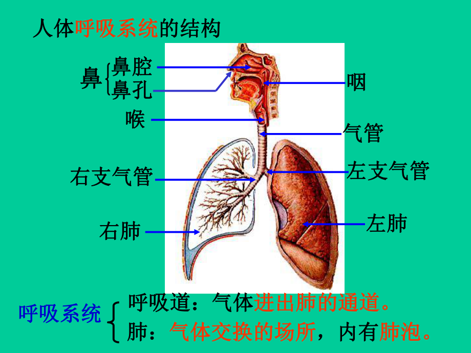 生物是怎样呼吸的课件.pptx_第3页