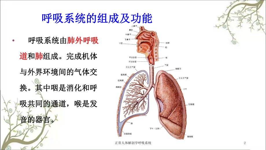 正常人体解剖学呼吸系统课件.ppt_第2页