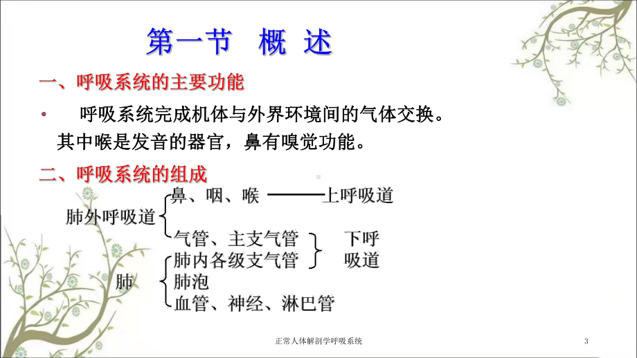 正常人体解剖学呼吸系统课件.ppt_第3页