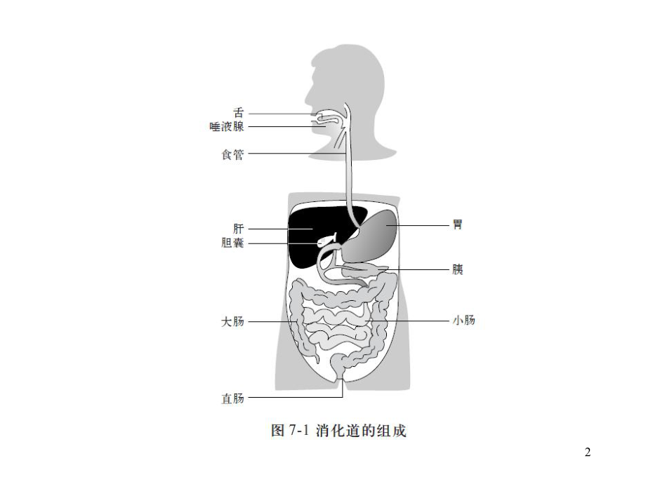 消化系统专业知识主题讲座课件.ppt_第2页