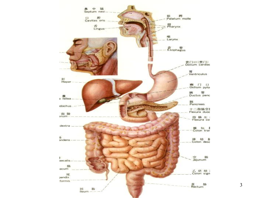 消化系统专业知识主题讲座课件.ppt_第3页