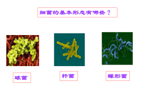 球菌检本临床本课件.pptx