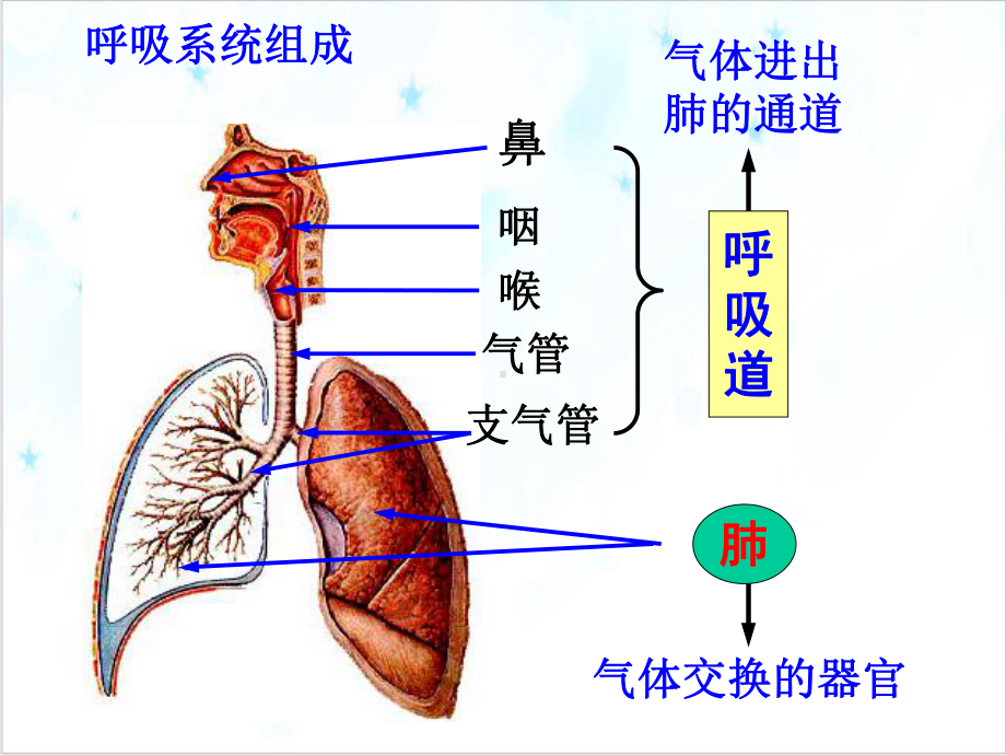 浙教版科学八级下册生物的呼吸和呼吸作用课件-2.ppt_第3页