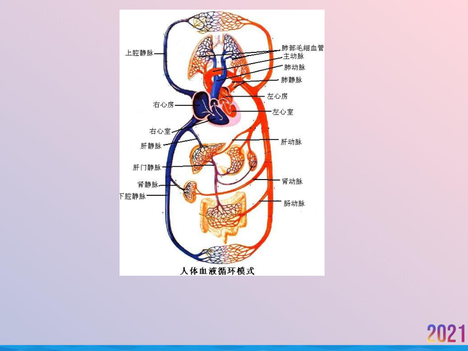 病理基础常见疾病一课件-2.ppt_第3页