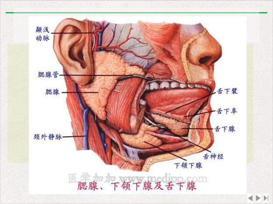 流行性腮腺炎的护理课件精美版.pptx_第3页