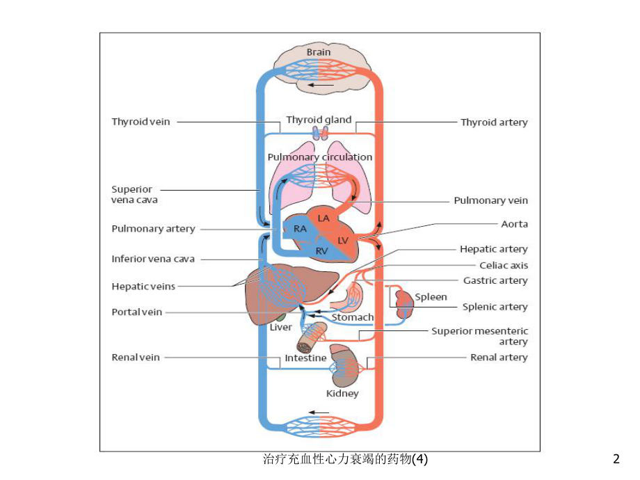 治疗充血性心力衰竭的药物课件4.ppt_第2页