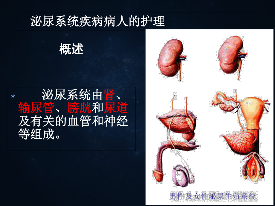 泌尿系统概述及常见症状体征学习课件.ppt_第1页