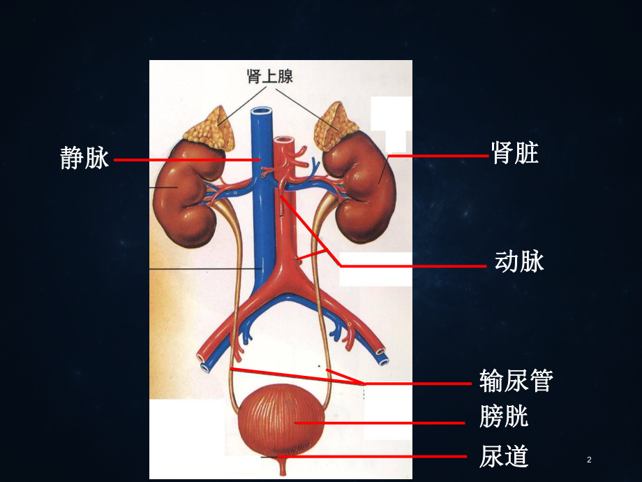 泌尿系统概述及常见症状体征学习课件.ppt_第2页