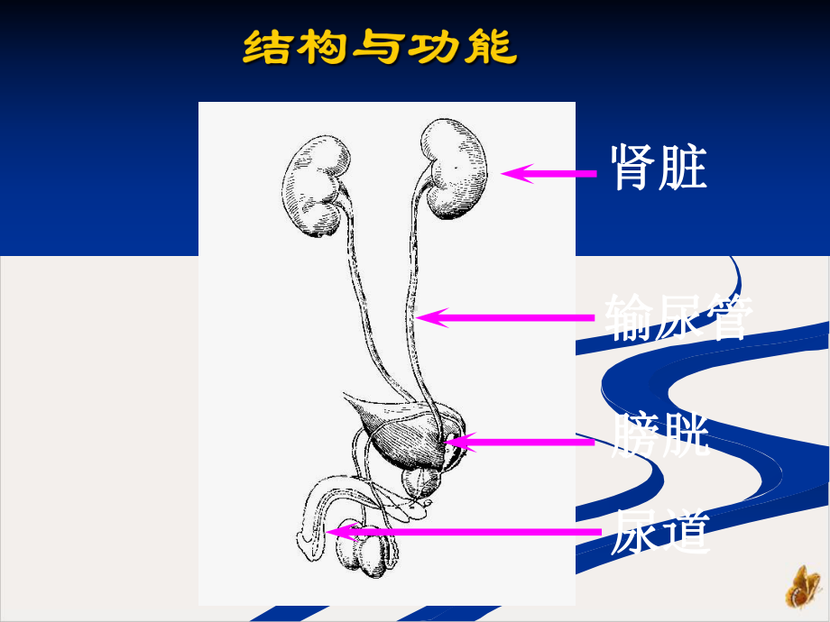 泌尿系统疾病肾小球肾炎课件1.pptx_第2页