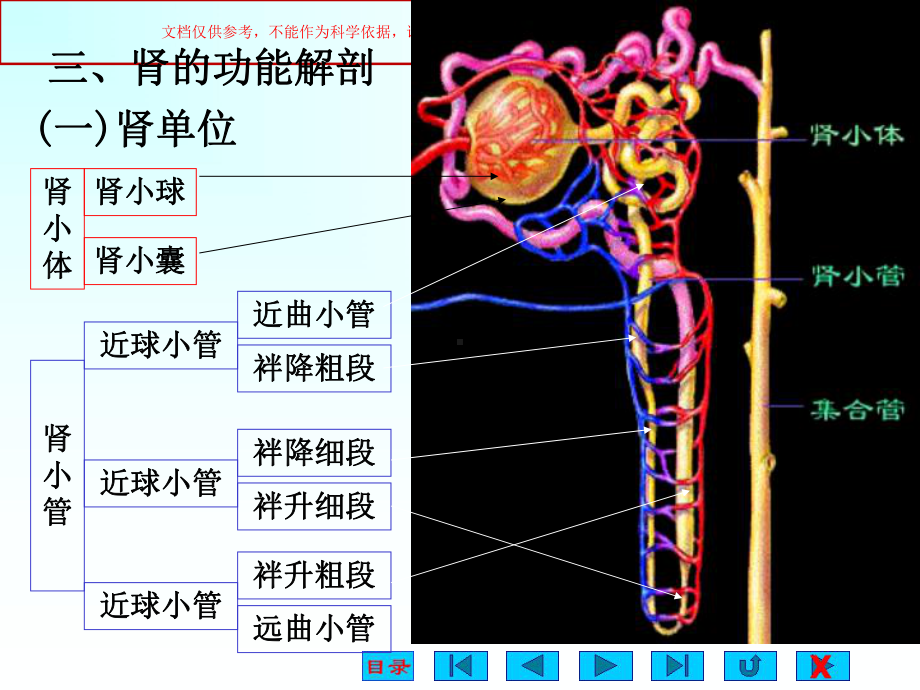 泌尿生理全套教材培训课件.ppt_第3页