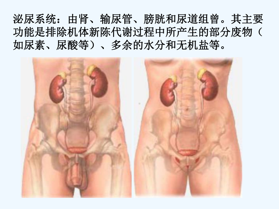 泌尿系CT诊断小讲座课件.ppt_第3页