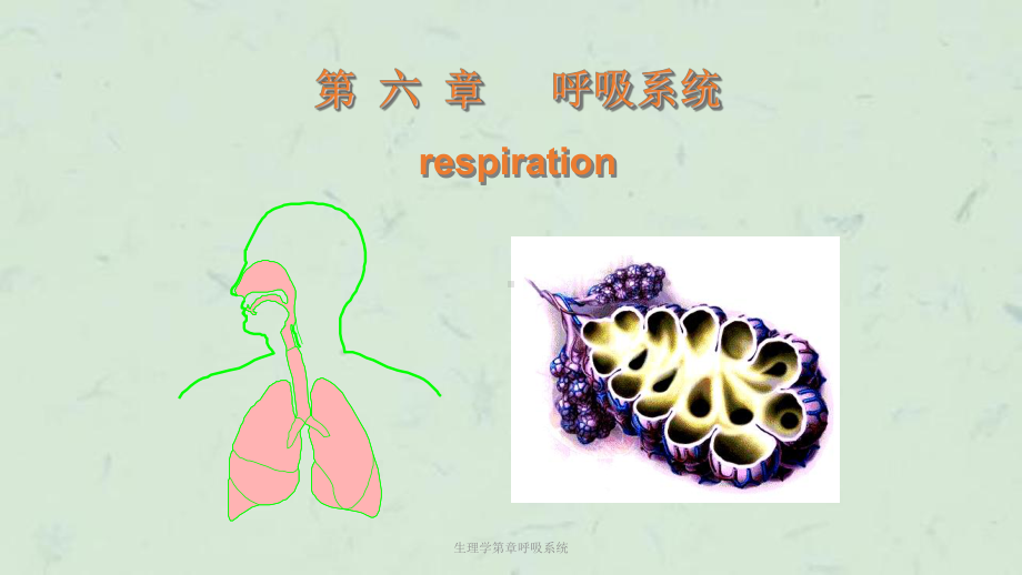 生理学第章呼吸系统课件.ppt_第1页