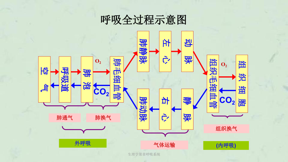 生理学第章呼吸系统课件.ppt_第2页